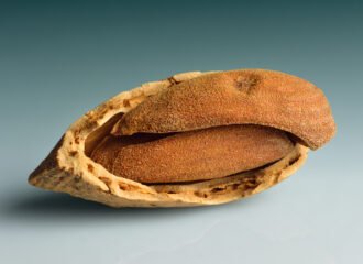 Close-up of an almond and its kernels