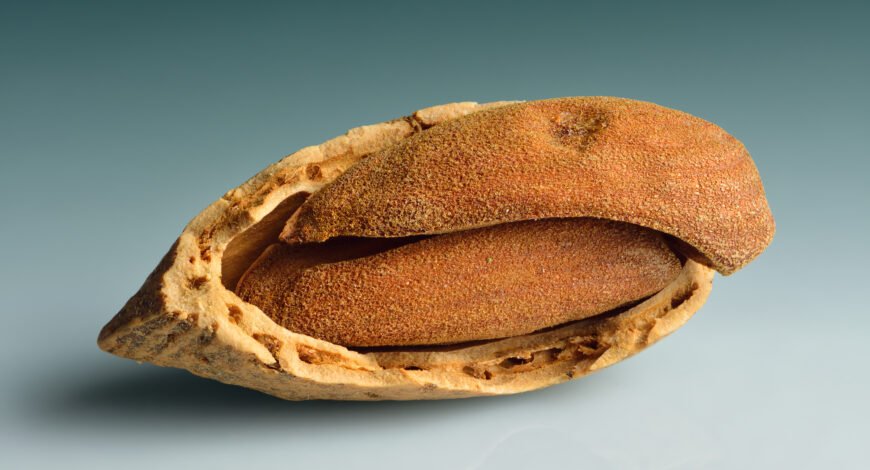 Close-up of an almond and its kernels
