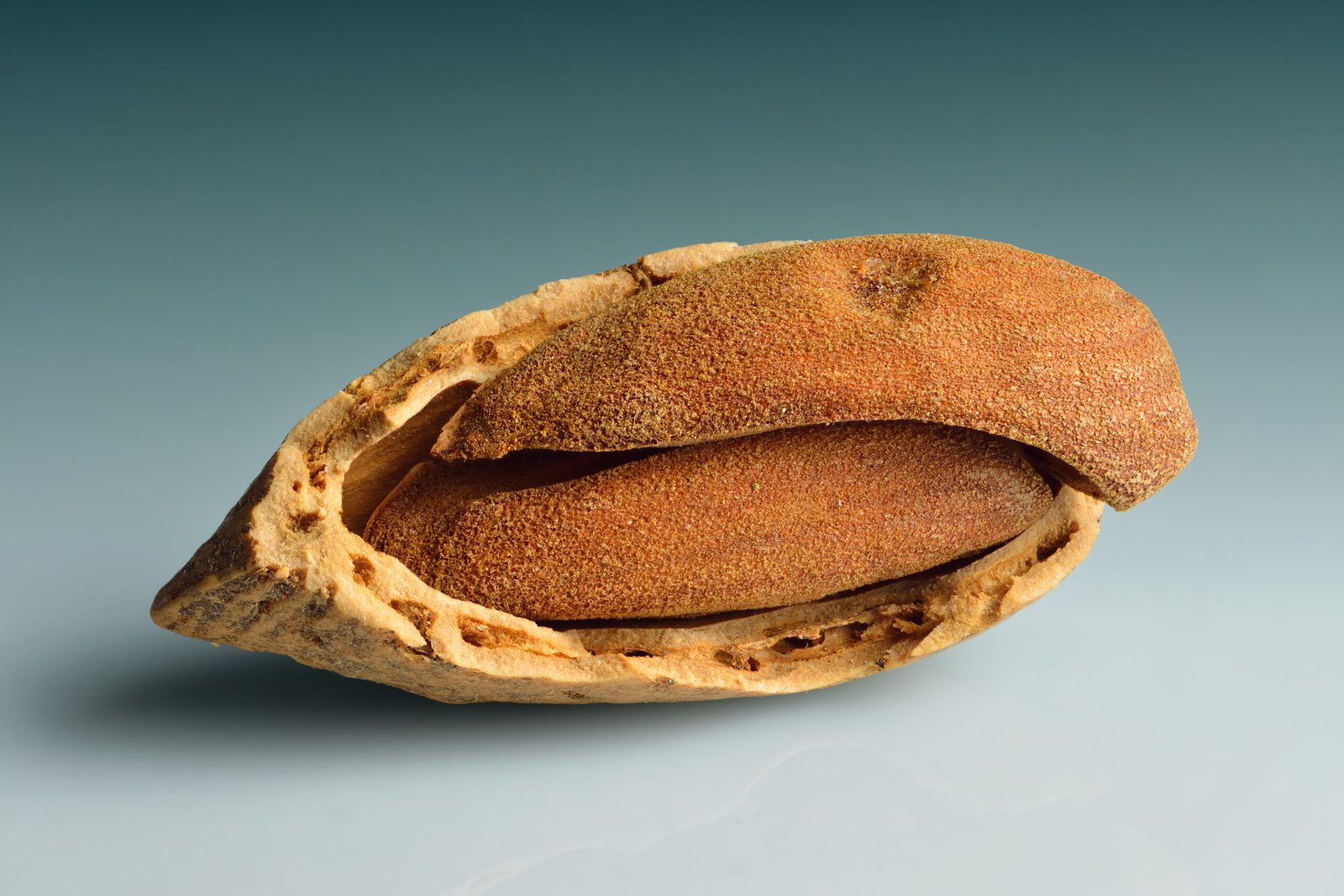 Close-up of an almond and its kernels