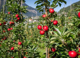 Red apples ripening on a tree in an orchard