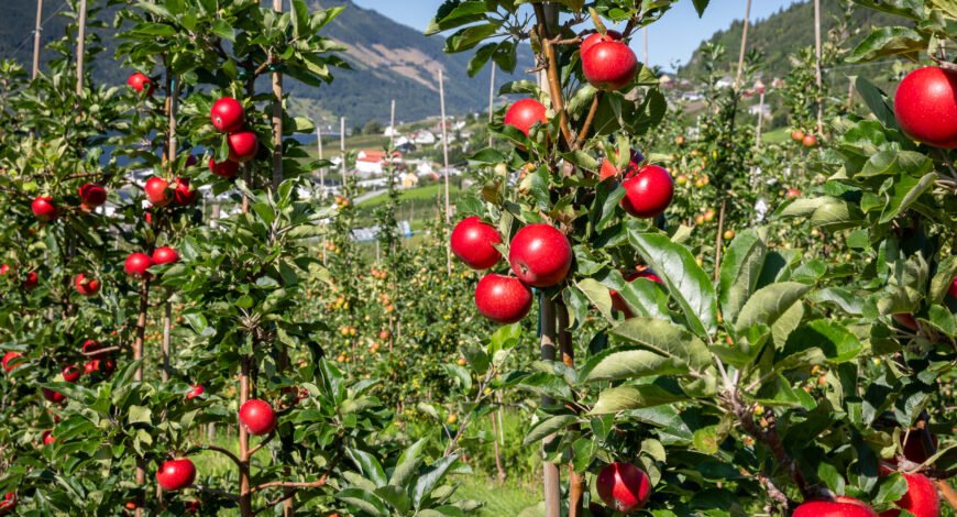Red apples ripening on a tree in an orchard