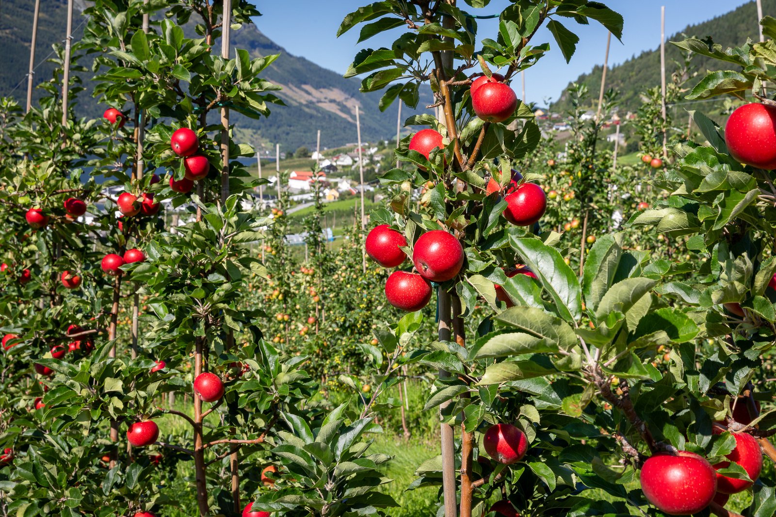 Red apples ripening on a tree in an orchard