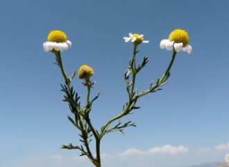 Chamomile (babuna) flowers with white petals and yellow centres in a Karakoram meadow