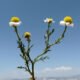 Chamomile (babuna) flowers with white petals and yellow centres in a Karakoram meadow