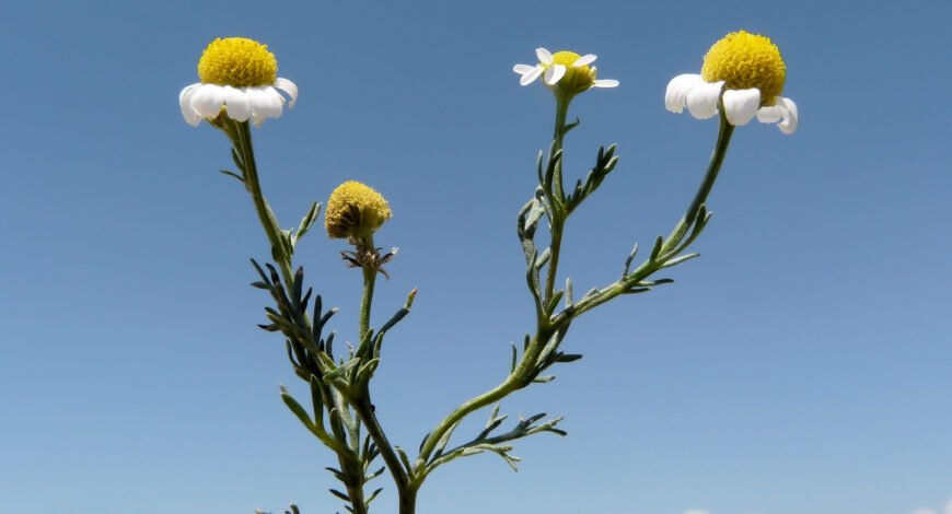 Chamomile (babuna) flowers with white petals and yellow centres in a Karakoram meadow