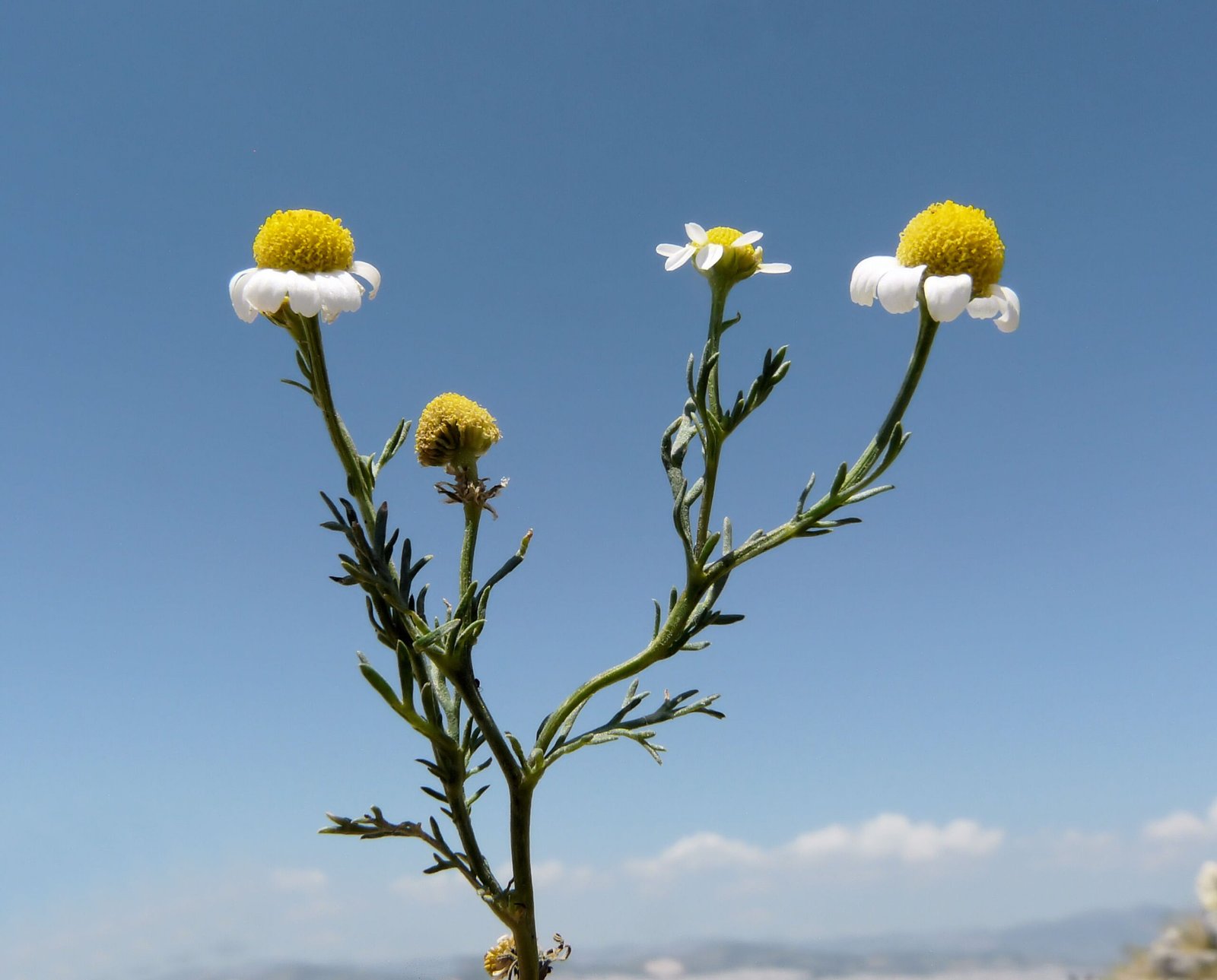 Chamomile (babuna) flowers with white petals and yellow centres in a Karakoram meadow