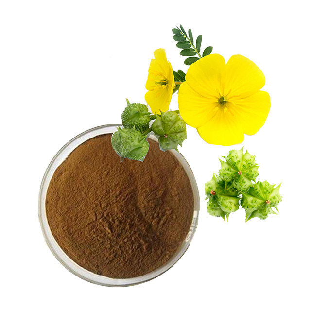 Tribulus-Tribulus-terrestris-is-a-plant-that-produces-fruit-covered-with-spines.-It-is-traditionally-known-as-an-aphrodisiac-in-various-cultures.