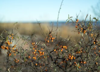 Cluster of bright orange wild sea buckthorn berries on the branch