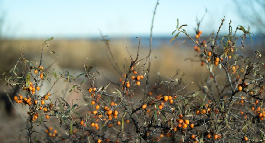 Cluster of bright orange wild sea buckthorn berries on the branch