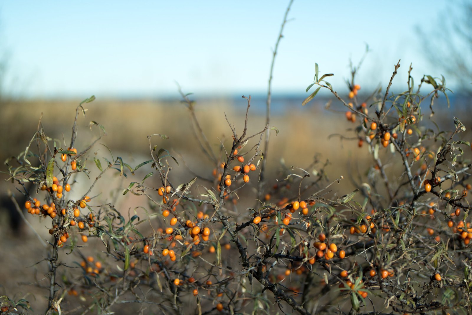 Cluster of bright orange wild sea buckthorn berries on the branch