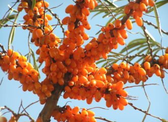 Ripe orange sea buckthorn berries on the branch