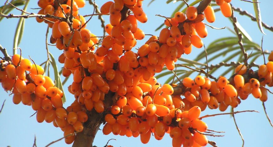 Ripe orange sea buckthorn berries on the branch