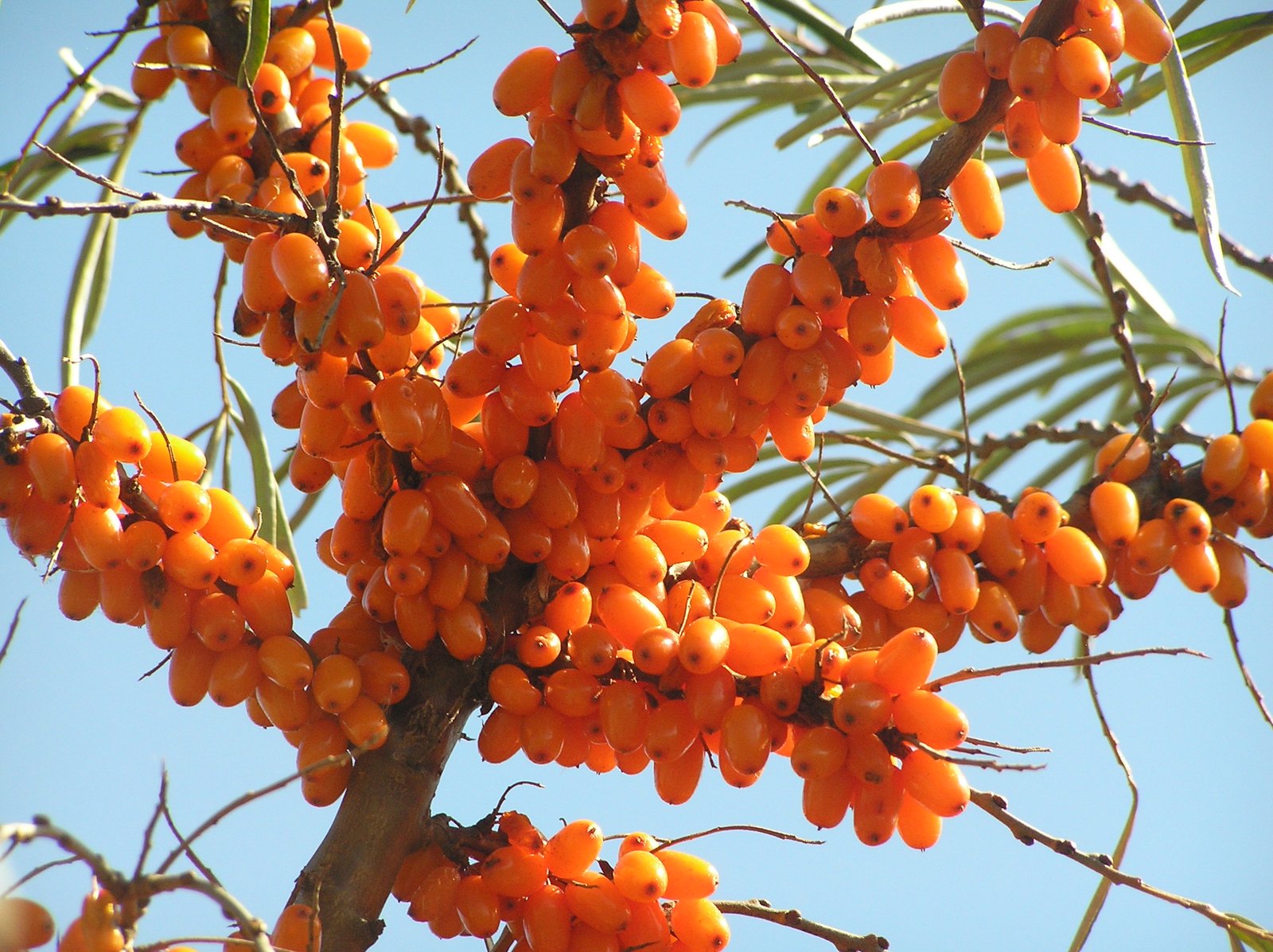 Ripe orange sea buckthorn berries on the branch