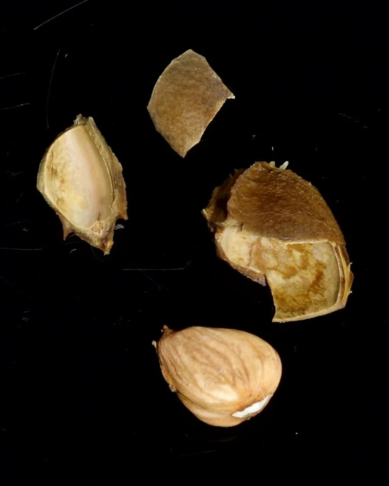 An apricot stone next to a cracked kernel, showing the almond-shaped seed pressed for apricot oil