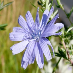 Chicory Tea (Cichorium intybus)