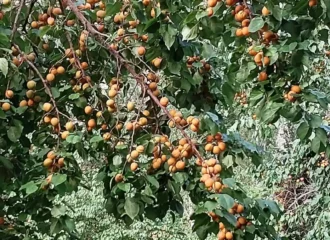 Ripe orange apricots growing on a branch in the Himalayan highlands, the fruit whose kernels are cold-pressed into apricot oil