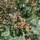 Ripe orange apricots growing on a branch in the Himalayan highlands, the fruit whose kernels are cold-pressed into apricot oil
