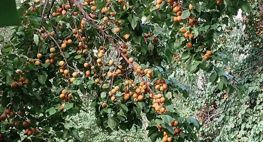 Ripe orange apricots growing on a branch in the Himalayan highlands, the fruit whose kernels are cold-pressed into apricot oil