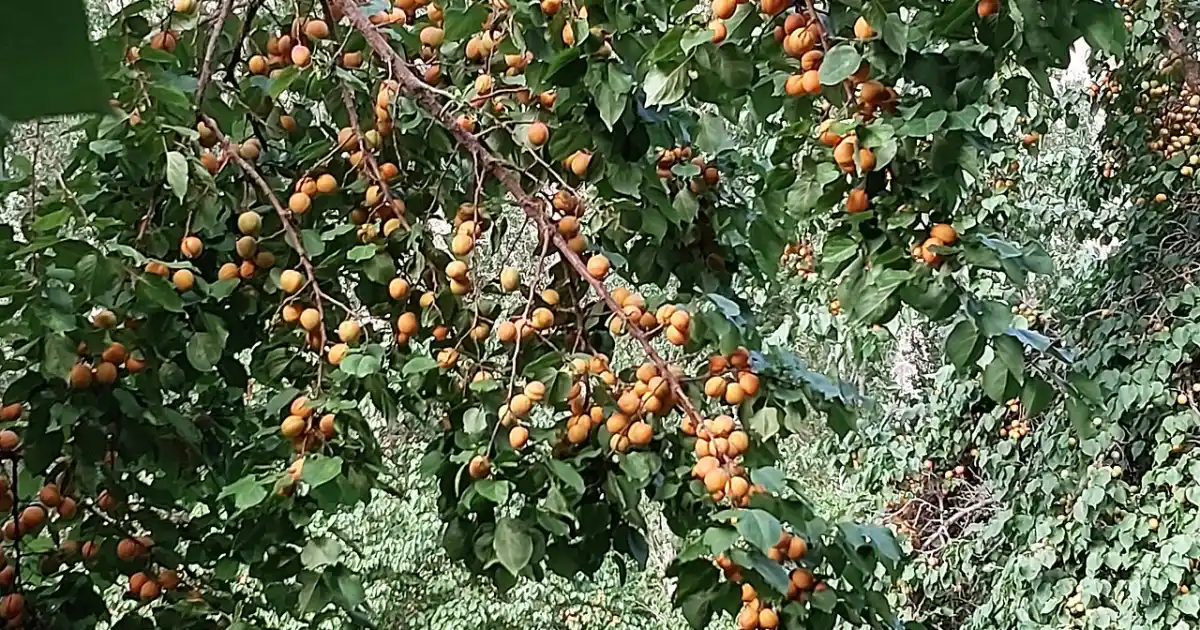 Ripe orange apricots growing on a branch in the Himalayan highlands, the fruit whose kernels are cold-pressed into apricot oil