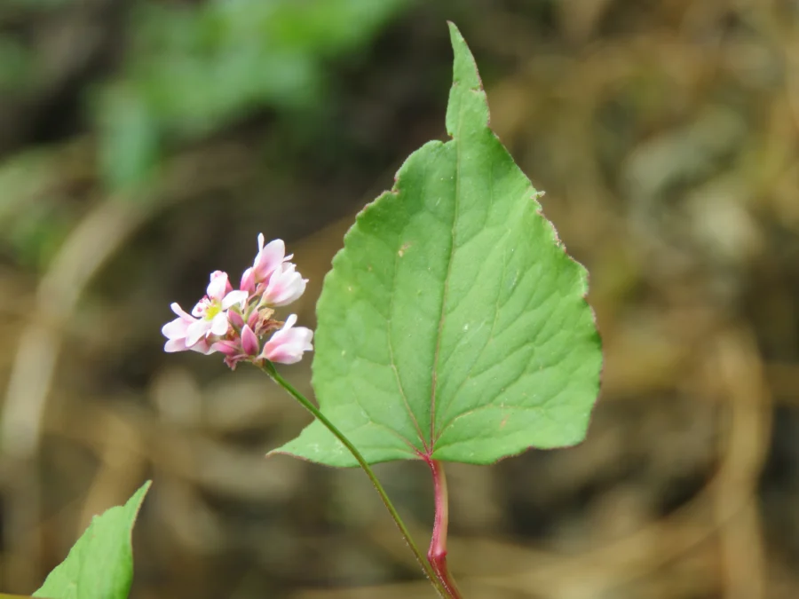 Buckwheat plants in full white flower, the nectar source for dark buckwheat honey