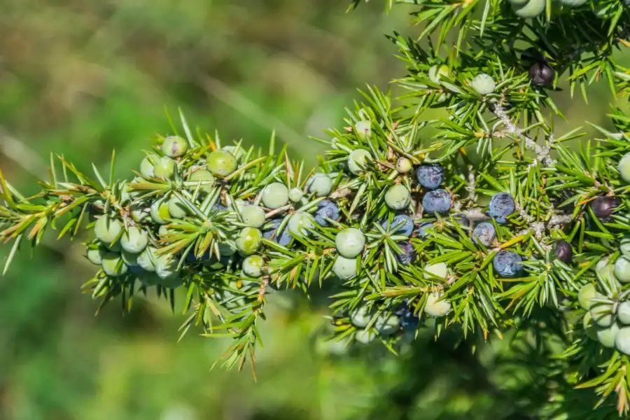 A common juniper shrub with needle-like foliage growing on an open hillside