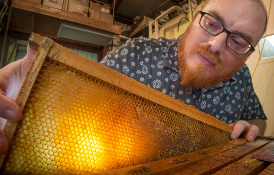 A beekeeper lifting a full honeycomb frame out of a hive box before extraction