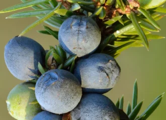 Ripe blue-black juniper berries and green unripe cones on a common juniper branch