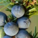 Ripe blue-black juniper berries and green unripe cones on a common juniper branch
