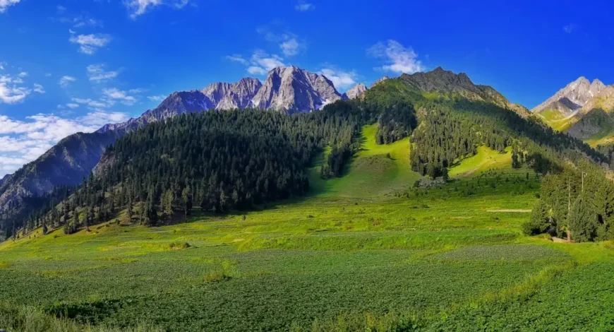 Cultivated fields ringed by mountains in Naltar valley, Gilgit-Baltistan, the kind of high-altitude flora mountain honey comes from
